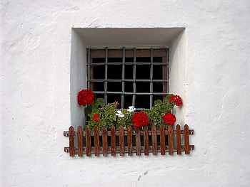 window, pelargonia, white, nature, flowers HD wallpaper