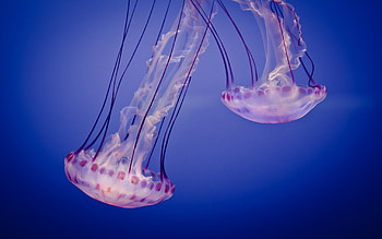 Underwater jellyfish, Glowing spectacle, Serene inhabitants, High-quality HD wallpaper