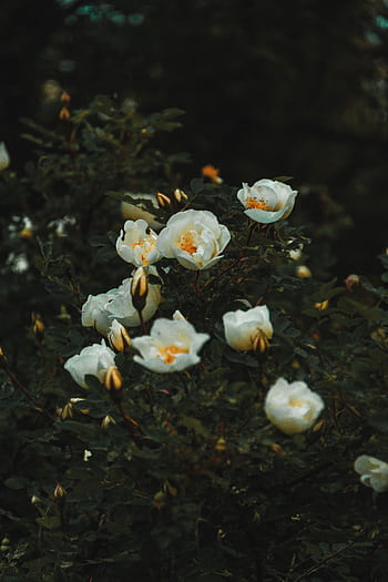 Elegant white roses blooming amidst lush green foliage at dusk. HD phone wallpaper