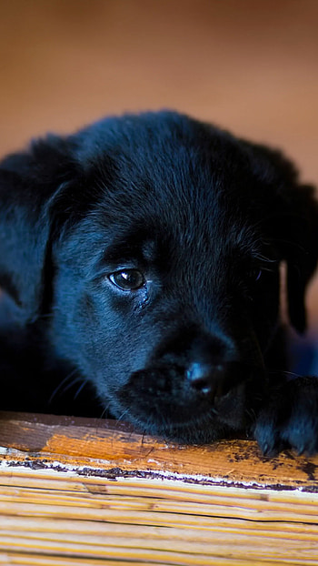 Labrador Retriever, , Stunning visuals, Canine magnificence HD phone wallpaper