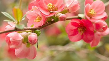 Plants, Flowers HD wallpaper