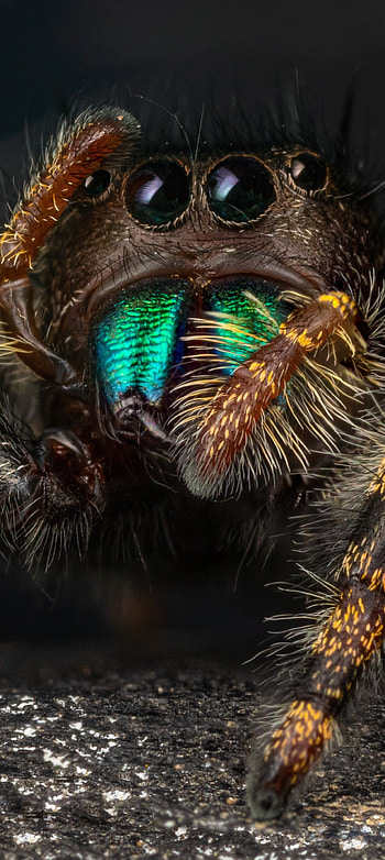 Spider, Animal jumping spider, Acrobatic marvel, Natural beauty HD phone wallpaper