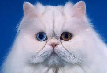blue eyed 1, fur, eyes, cute, adorable HD wallpaper