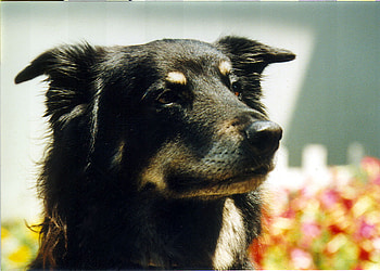 My Miss Beautiful, dogs, friend, beautiful, alert HD wallpaper