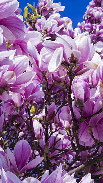 Blossoming magnolias, Pink nature's beauty, Blooms in spring, Serene flowers HD phone wallpaper