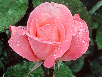 Plants, Flowers, Roses HD wallpaper