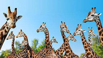 Giraffes, Wild Animals HD wallpaper
