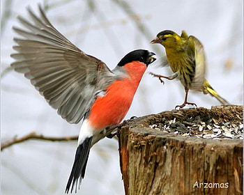 Its Mine , its mine, beautiful, birds HD wallpaper