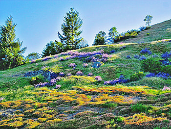 Lupin blooming on the hill, wildflowers, trees, grass, hill HD wallpaper