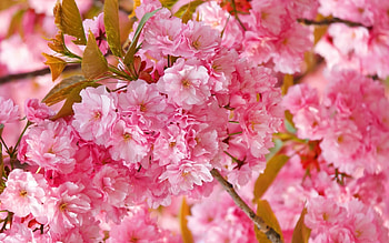 Background, Plants, Flowers HD wallpaper