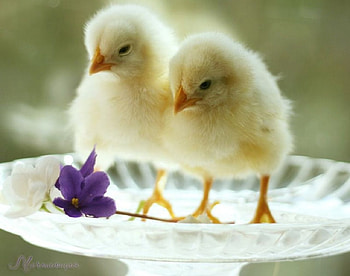 so sweet, still life, birds, graphy, animals, nature HD wallpaper