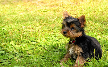 Animals, Dogs HD wallpaper