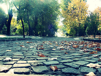Alley and trees, trees, autumn, alley, leaves HD wallpaper
