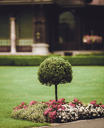 A lush garden with manicured shrub and vibrant flowers in front of a classic building. HD phone wallpaper