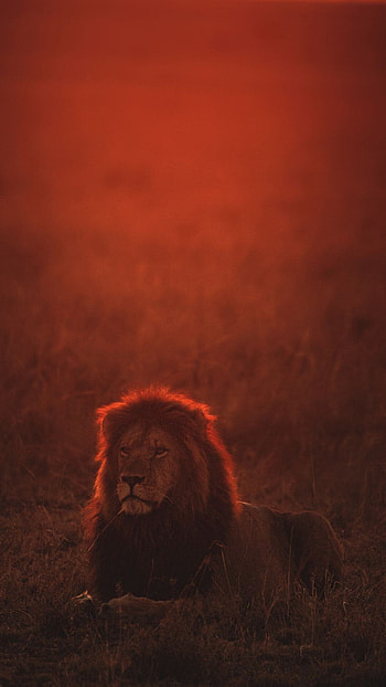 Lion , Top quality, Impressive ry, Exquisite design HD phone wallpaper