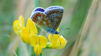 BUTTERFLY, PETALS, FLOWERS, WINGS, STEM HD wallpaper