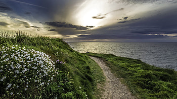 Nature, Flowers, Grass, Sea, Evening HD wallpaper