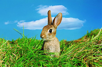 Animals, Grass, Sky, Ears, Hare HD wallpaper