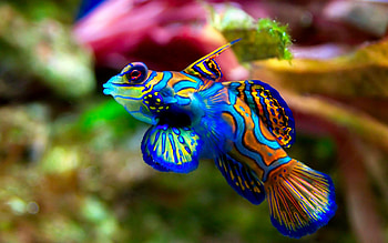 Mandarin dragonet, Fish HD wallpaper