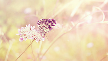 Butterfly, Summer HD wallpaper