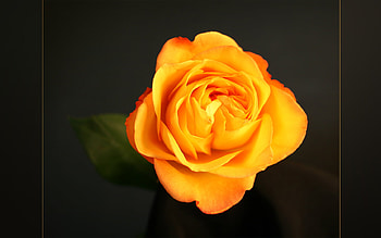 Yellow rose, rose, nature, yellow, flower HD wallpaper
