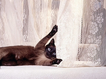 Animals, Cat, Playful, Curtain HD wallpaper