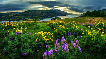 Spring Blossoms At The Columbia River, hills, meadow, flowers, lupines, landscape, usa HD wallpaper