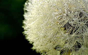 Drops, Macro, Dew, Dandelion, Fluff, Fuzz HD wallpaper