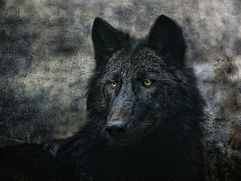 black art, white, timber, saying, black, wolves, , wolf, canislupus, howling, wolf art, wisdom HD wallpaper