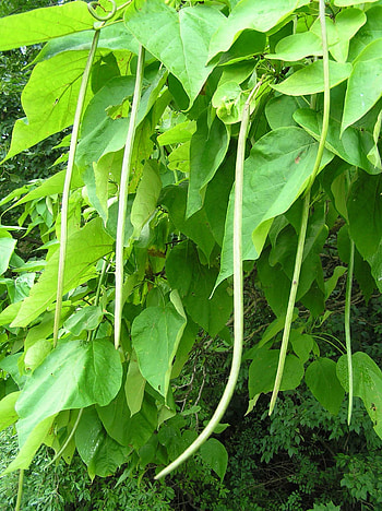 Northern catalpa, Purdue Fort Wayne HD phone wallpaper