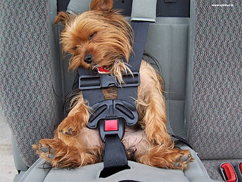 Dog Tired !!, dog, sleeping, animals, wore out HD wallpaper