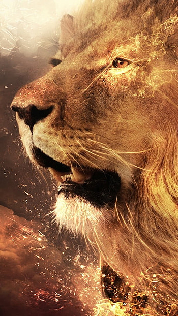 Lion , Angry, Lion HD phone wallpaper
