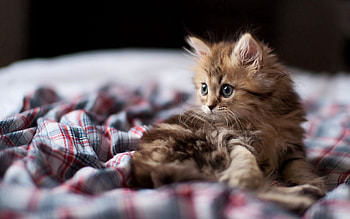 Animals, Fluffy, Kitty, Kitten, To Lie Down, Lie, Cover, Coverlet, Curious HD wallpaper