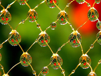 Flowers in Drops, drops, beautiful, flowers, graphy HD wallpaper