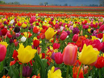 Tulip field, purple, pink, white, yellow, red, cute, lovely HD wallpaper