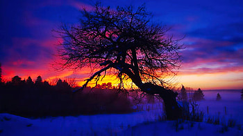 Dawn Dreaming, winter, snow, colors, clouds, landscape, trees, sky HD wallpaper