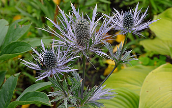 Plants, Flowers HD wallpaper