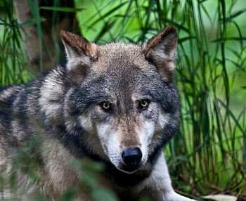 Animals, Muzzle, Predator, Color, Wolf HD wallpaper