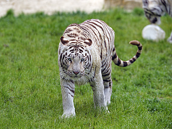 Animals, Muzzle, Sight, Opinion, Tiger, Bengal Tiger HD wallpaper