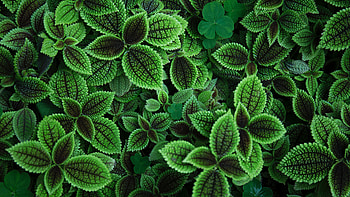Nature, Leaves, Plant HD wallpaper