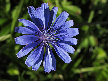 Plant, Macro, Petals, Wild Flower, Field Flower HD wallpaper