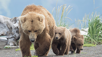 Grizzlys, mother, nature, family, pups HD wallpaper