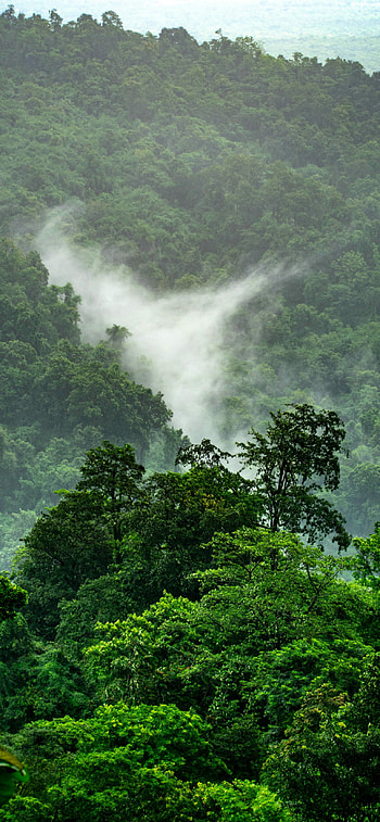 Vibrant jungle, Nature's beauty, Captivating scenery HD phone wallpaper