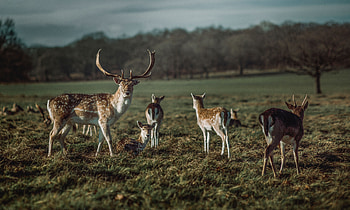 Animals, Animal, Deer, Horns, Herbivore, Herbivores HD wallpaper