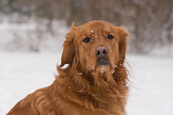Dog, sweet, animal, dogs, cute, beautiful, puppys, puppy, pretty, animals, lovely HD wallpaper