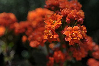 Close up, orange, grafy, flower HD wallpaper