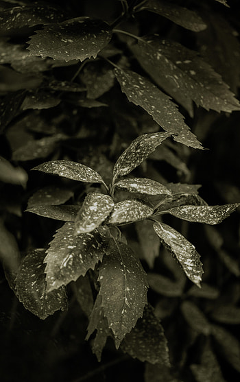 Leaves, Plant, Macro, Stains, Spots HD phone wallpaper