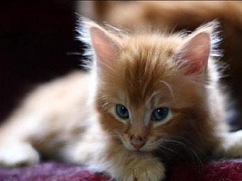 Just let me get ready, ready, kitty HD wallpaper