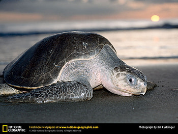Olive Ridley Sea Turtle coming ashore, reptiles, turtles, animals HD wallpaper