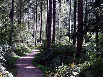 Wakerly Woods Late Spring, trees, forest, light, path HD wallpaper